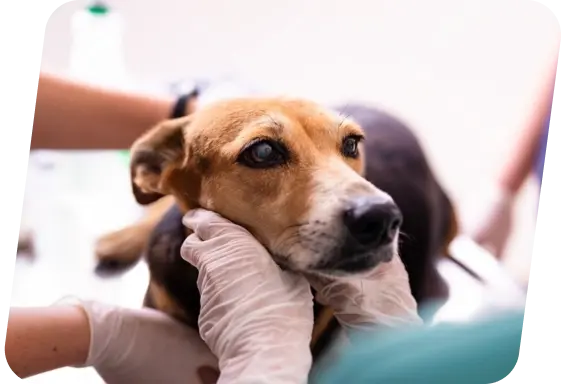 Medical Treatment Fundraiser